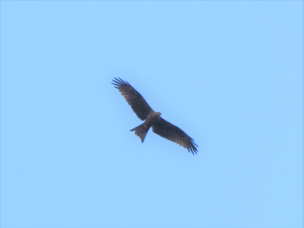 Nibbio bruno (Milvus migrans)